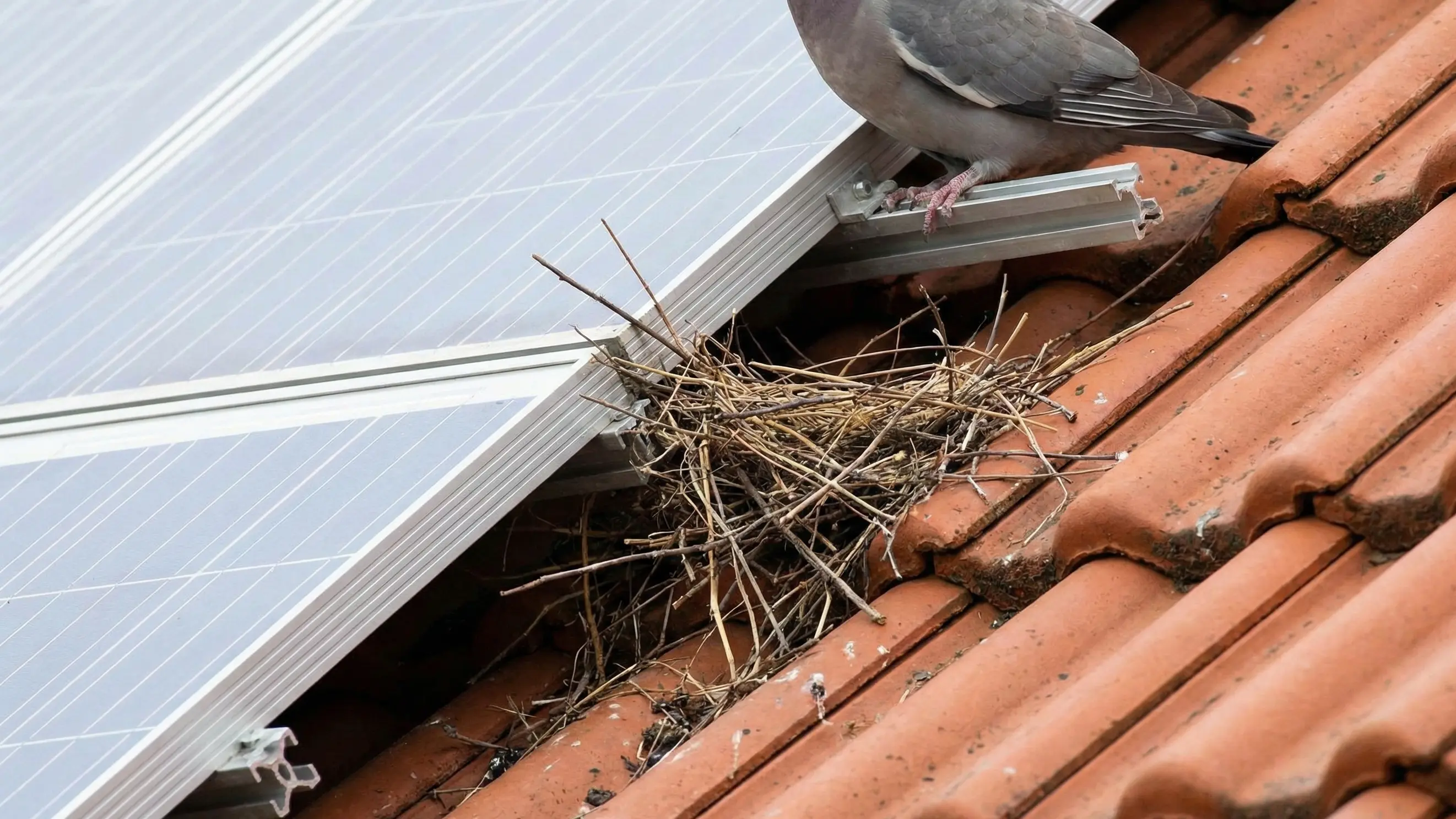 The Bird Nest Surprise
